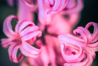 100mm macro photograph of a pastel pink hyacinth flower cross processed and surrounded in green bokeh.