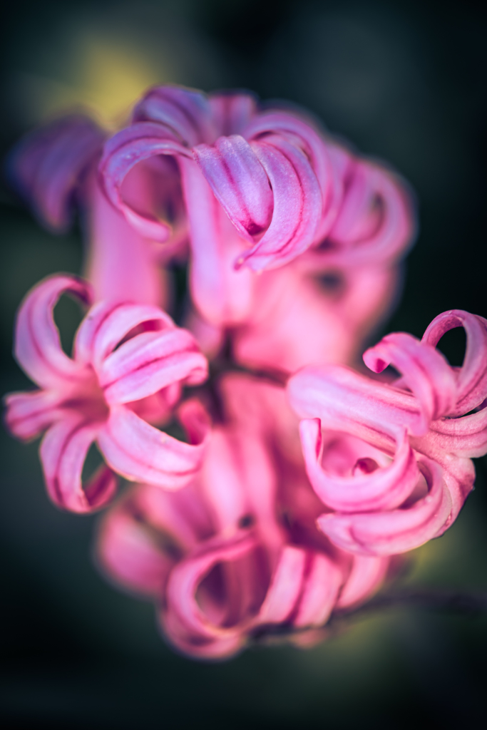 100mm macro photograph of a pastel pink hyacinth flower cross processed and surrounded in green bokeh.