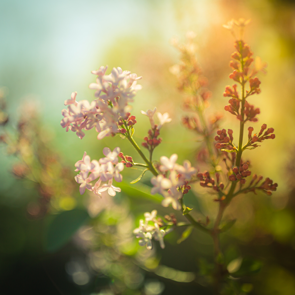 35mm square format photo of a lilac blossom. Shot wide open at f/1.4, it features soft focus and smooth bokeh, cross processed to a green hue.