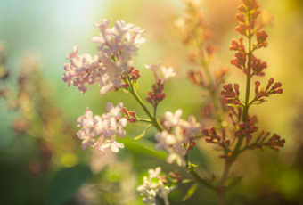 35mm photo of a lilac blossom. Shot wide open at f/1.4, it features soft focus and smooth bokeh, cross processed to a green hue.