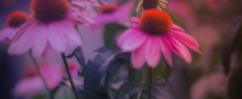 35mm out of focus photograph of a bunch of purple coneflowers backlight by a striking sunset and smooth bokeh. The echinacea blossoms are set glowing in powerful pastel pink and purple tones.