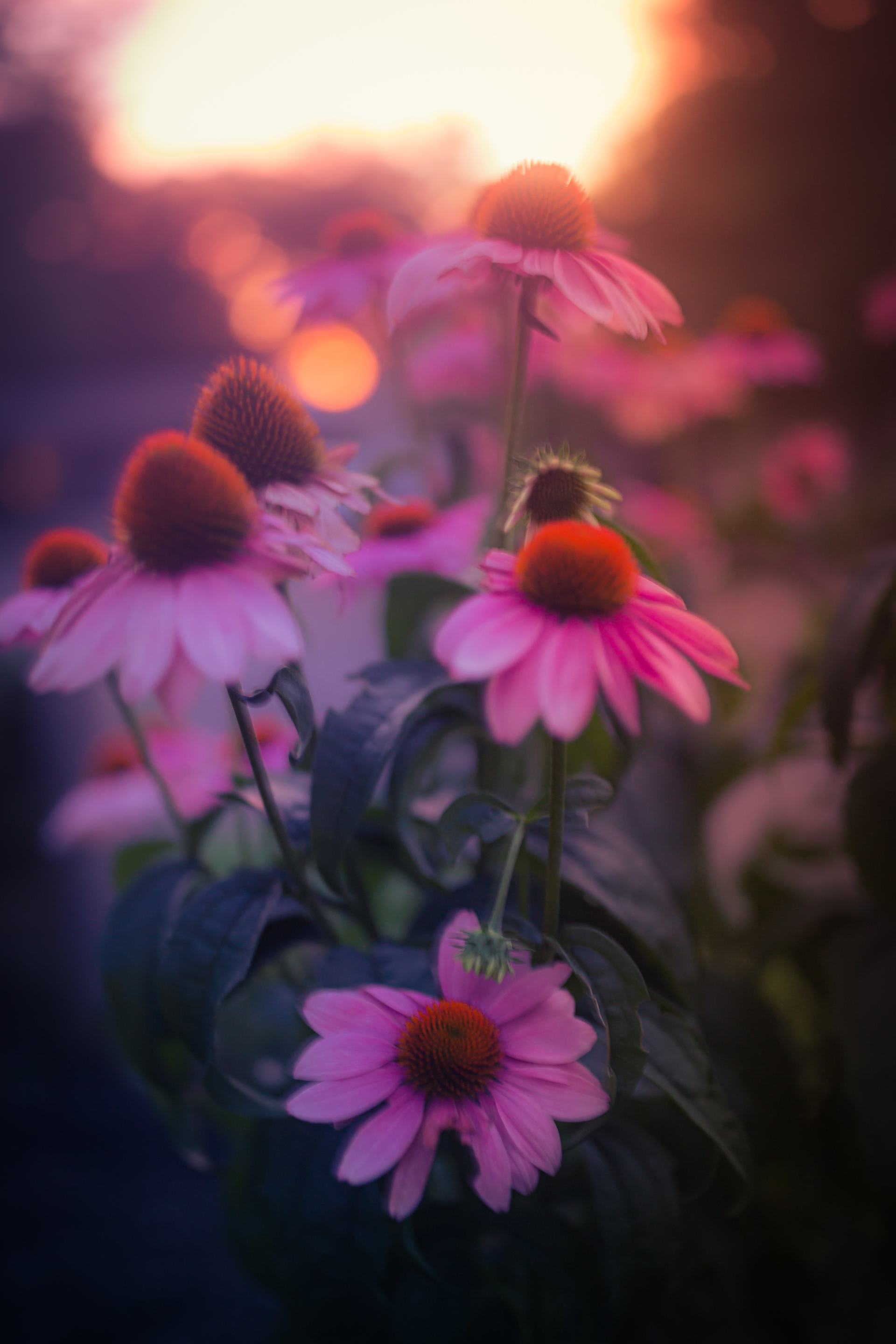 35mm out of focus photograph of a bunch of purple coneflowers backlight by a striking sunset and smooth bokeh. The echinacea blossoms are set glowing in powerful pastel pink and purple tones.
