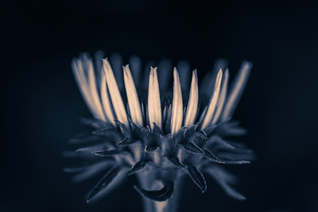 100mm macro photograph of one purple coneflower with its blossom forming a crown. Processed in a low key blue hued monochrome. 