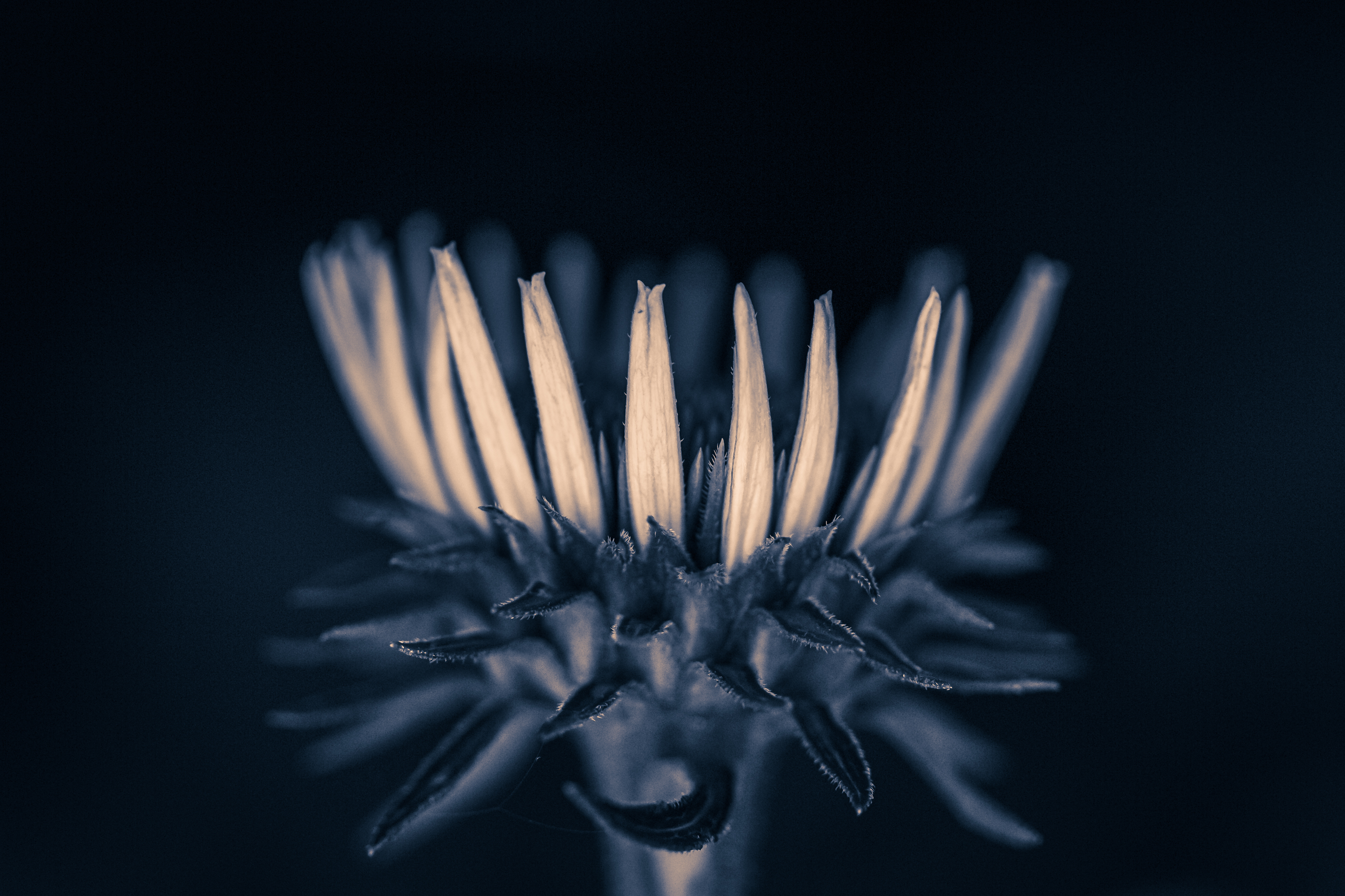 100mm macro photograph of one purple coneflower with its blossom forming a crown. Processed in a low key blue hued monochrome.
