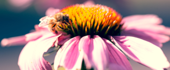 100mm high key macro photograph of a honey bee feeding and pollinating a purple coneflower blossom.