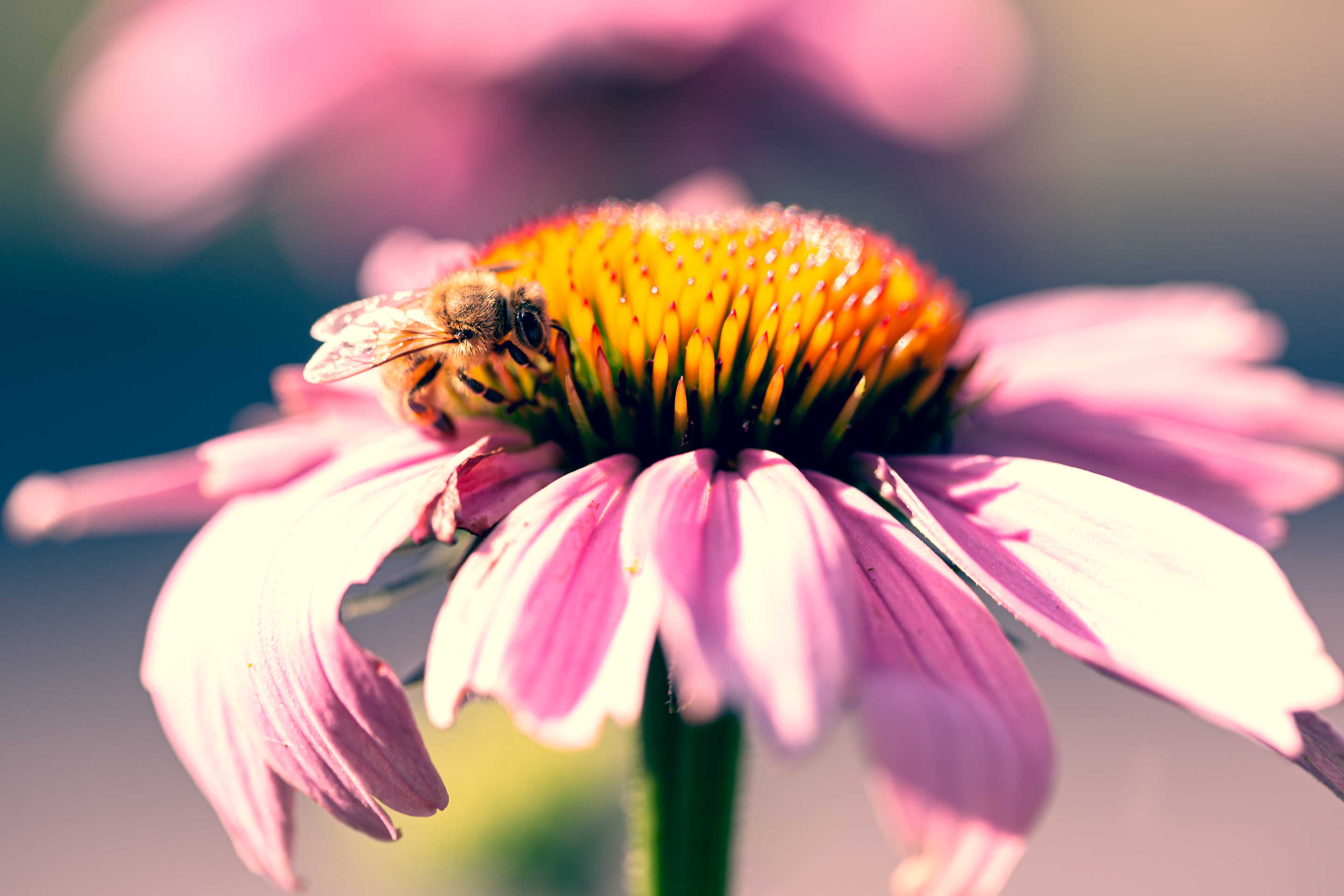 100mm high key macro photograph of a honey bee feeding and pollinating a purple coneflower blossom.