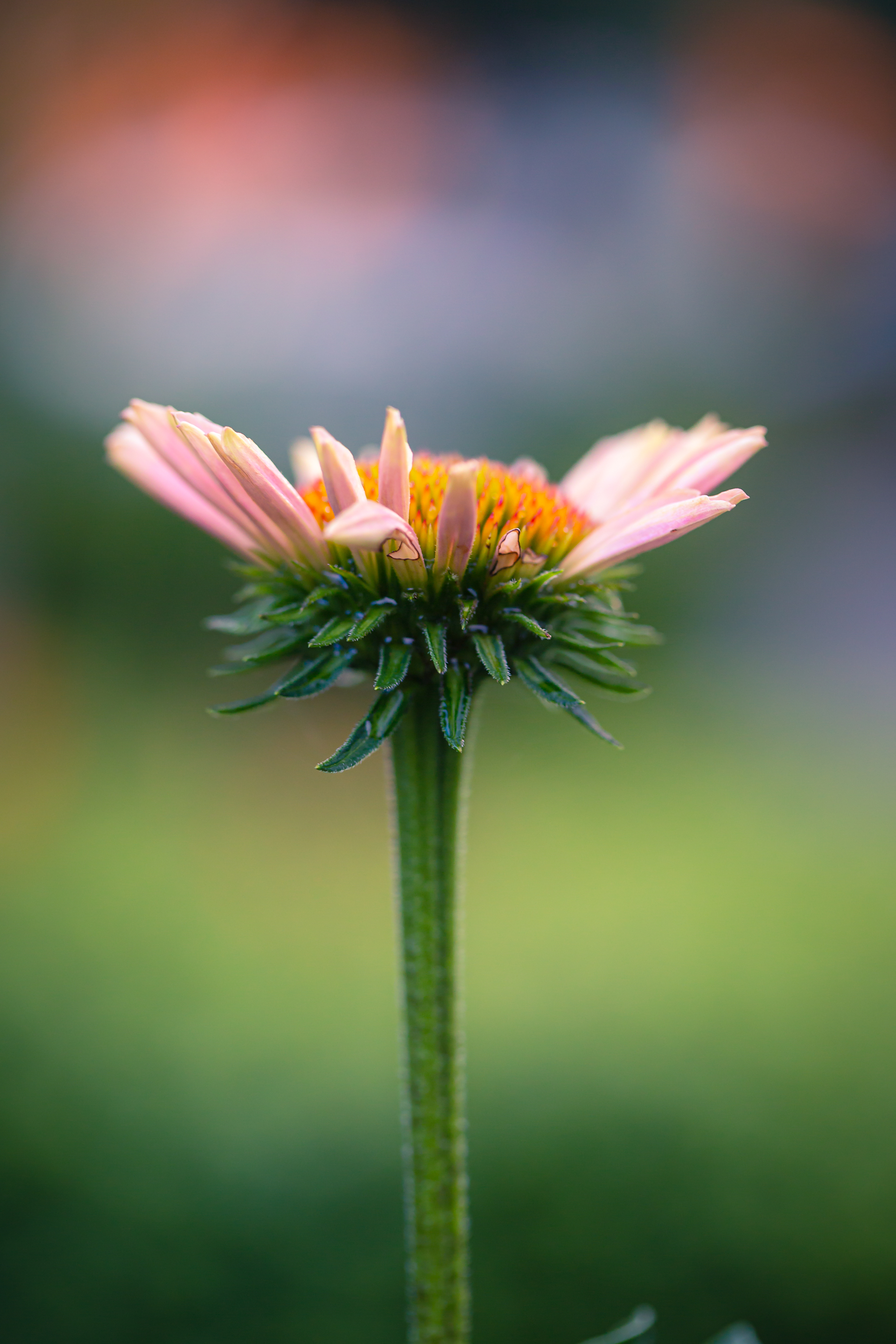 100mm portrait orientation macro photograph of single a purple coneflower blossoming. Soft bokeh smooths the background with pastel and green colors.
