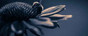 100mm low key macro photo of a single honey bee pollinating purple coneflower pistils. A strong single light source creates stark contrast of highlights and shadows. A deep blue monochrome treatment drives a dark, serious mood.