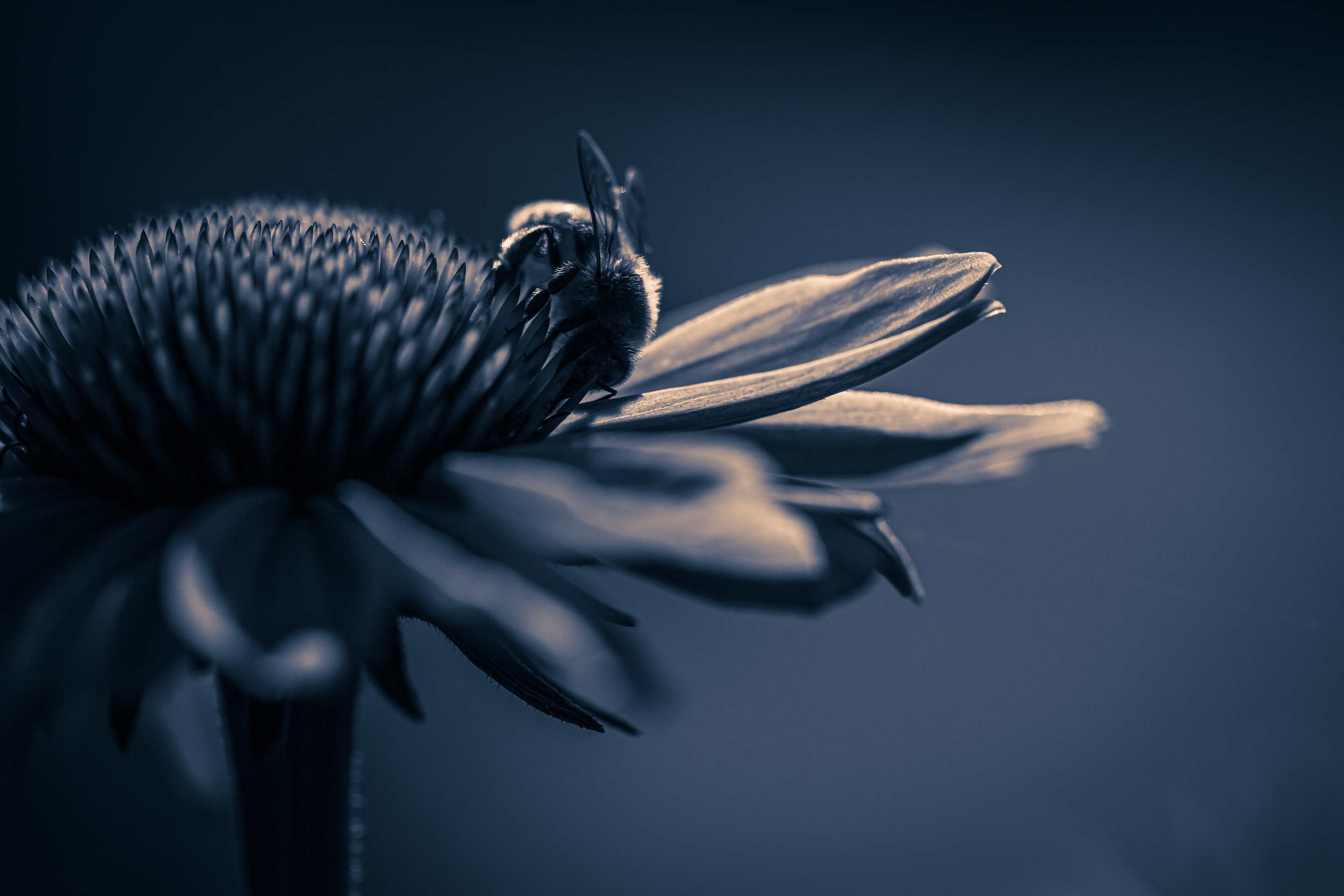 100mm low key macro photo of a single honey bee pollinating purple coneflower pistils. A strong single light source creates stark contrast of highlights and shadows. A deep blue monochrome treatment drives a dark, serious mood.