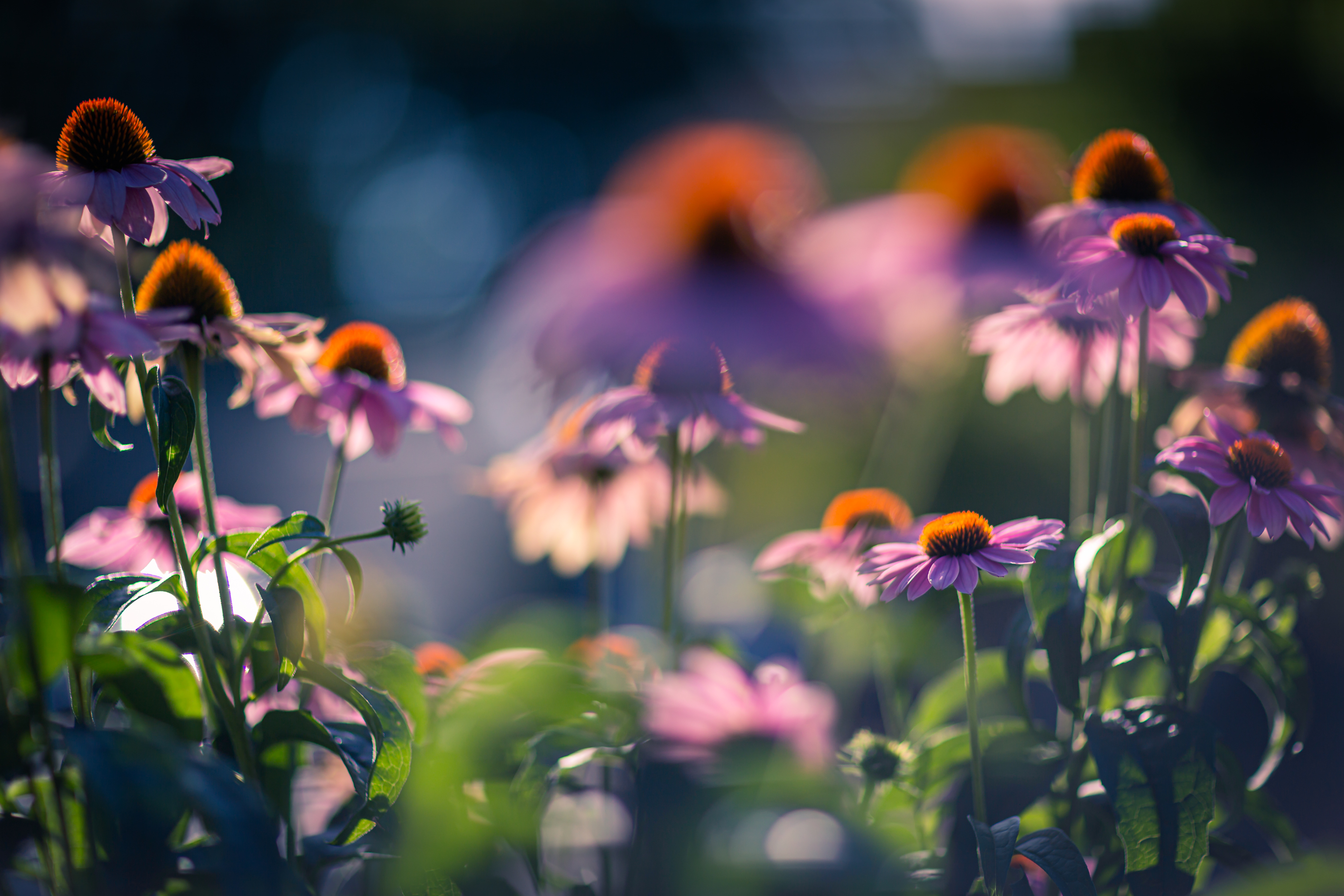 85mm photo of several purple coneflowers spread in full bloom. Smooth bokeh and shallow depth of field move the eye in and out of the picture.