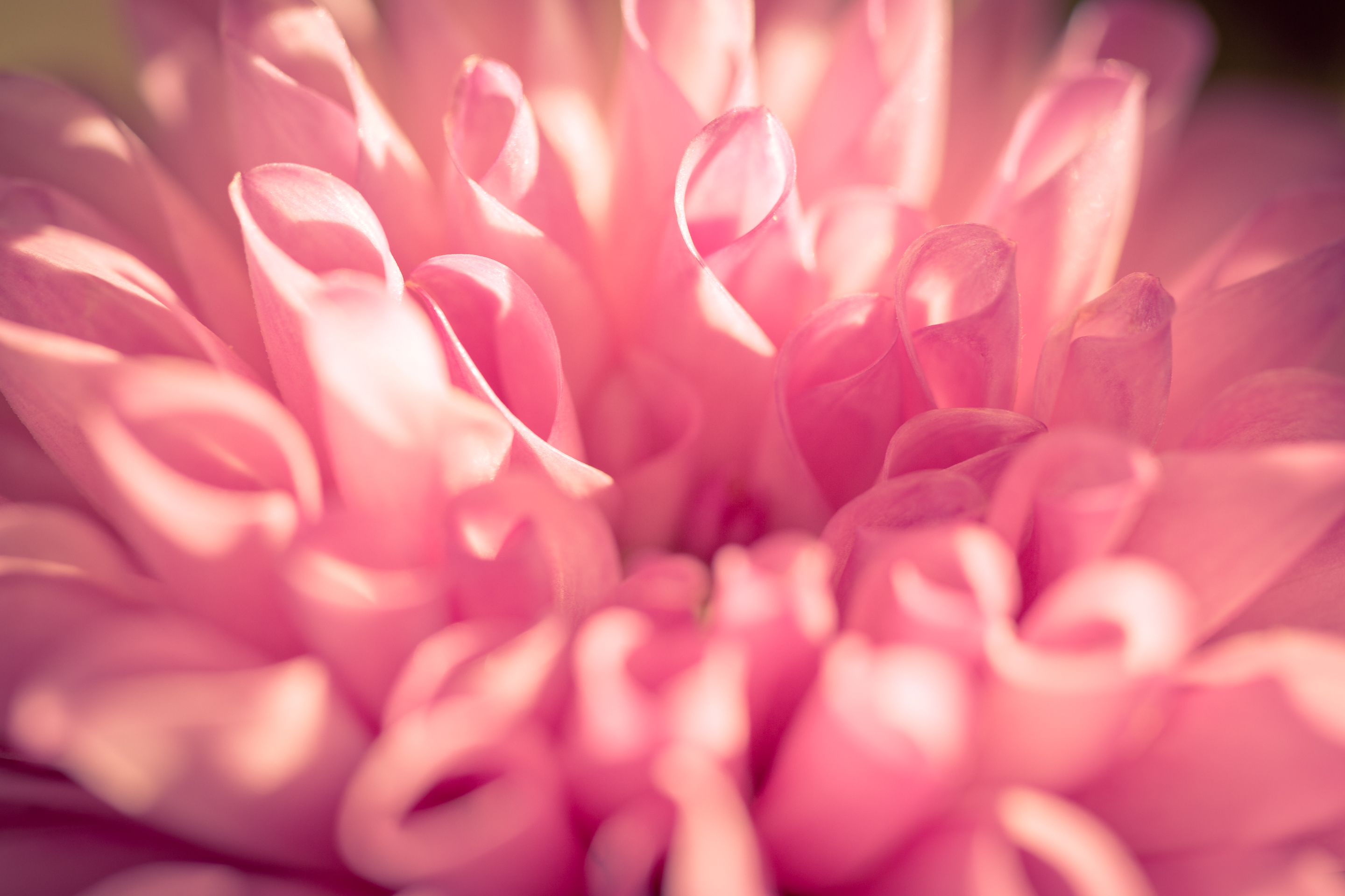 100mm macro photograph of a pink dahlia blossom with soft focus and smooth bokeh creating a dreamy look.