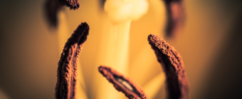 100mm macro photograph of an unidentified yellow lily. 6 stamen with prominent anthers circle about the flower in an even pattern, blended by smooth bokeh.