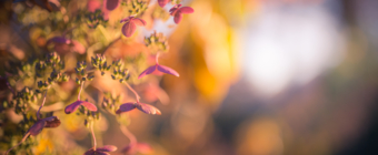 35mm photo of a quick fire hydrangea bathed in rich golden light. The autumn pinks, yellows, and oranges of the flowering bush explode in a panoply of autumn color backdropped by smooth bokeh.