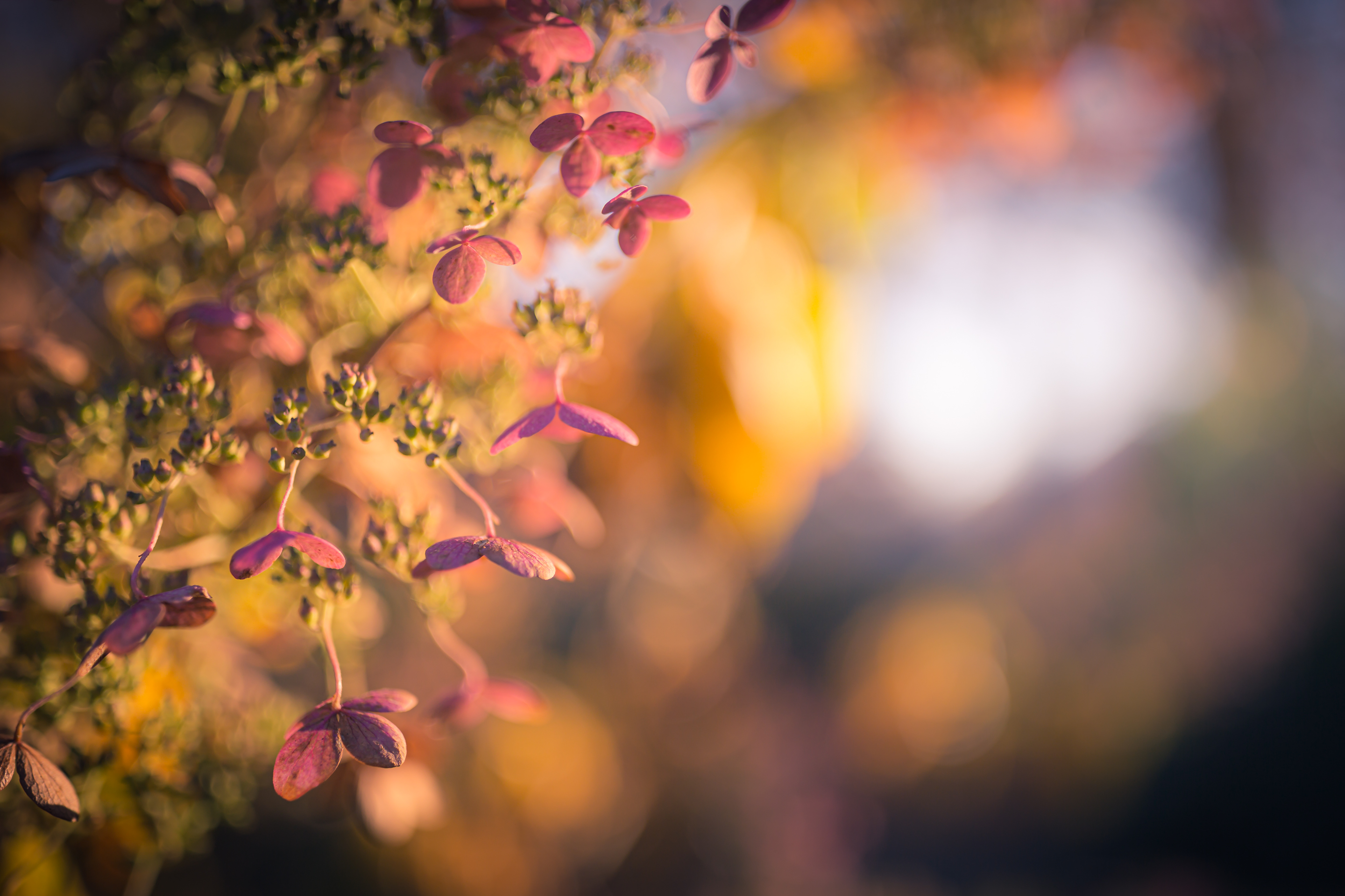 35mm photo of a quick fire hydrangea bathed in rich golden light. The autumn pinks, yellows, and oranges of the flowering bush explode in a panoply of autumn color backdropped by smooth bokeh.