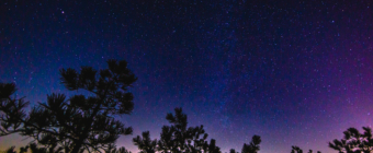 14mm wide angle astrophotography image of a star filled night sky captured atop the unique New Jersey Pinelands' pygmy pine trees.
