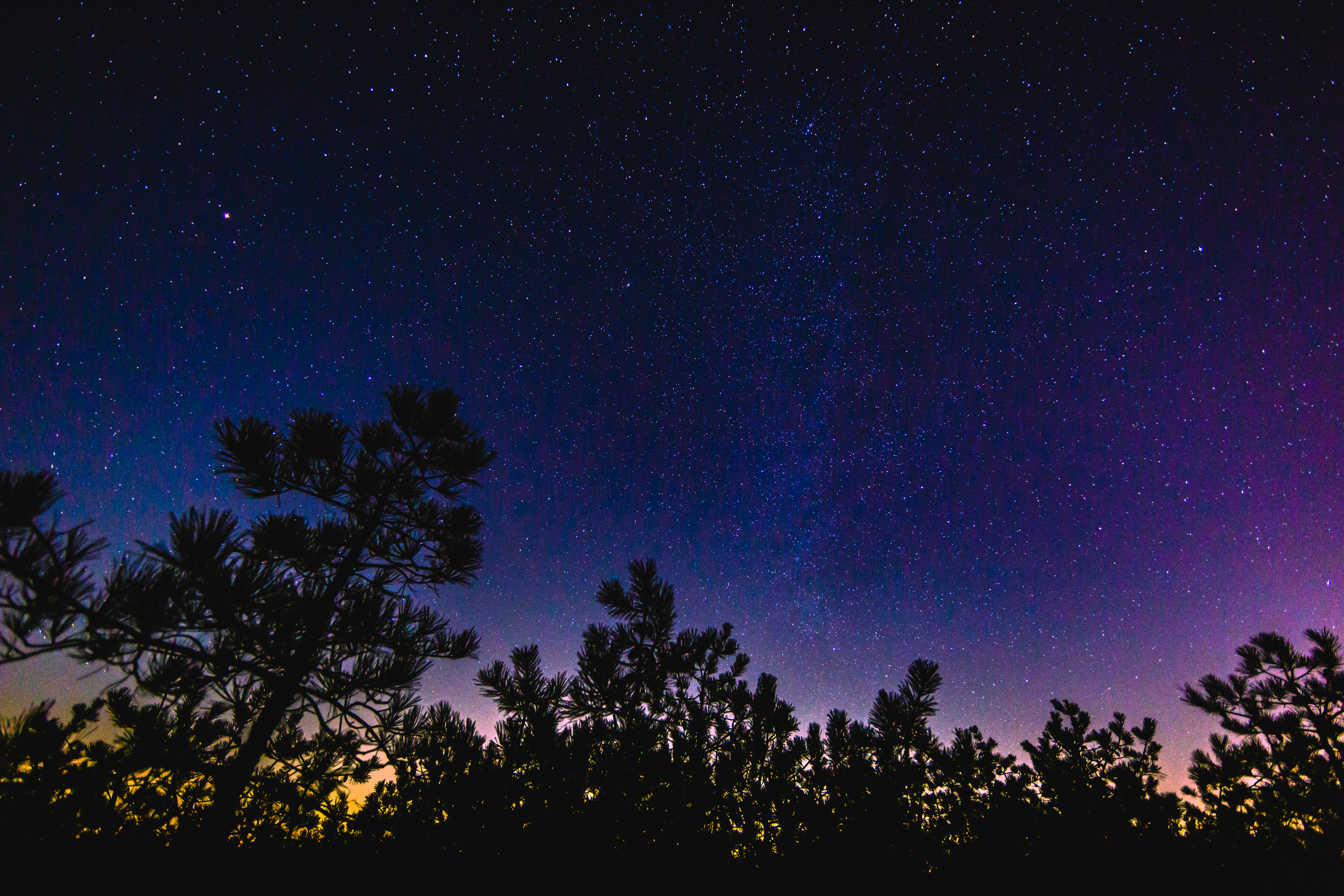 14mm wide angle astrophotography image of a star filled night sky captured atop the unique New Jersey Pinelands' pygmy pine trees.