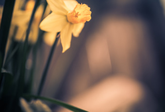 Moody 35mm photo of a yellow daffodil blossom shot wide open with a bokeh rich shallow depth of field.