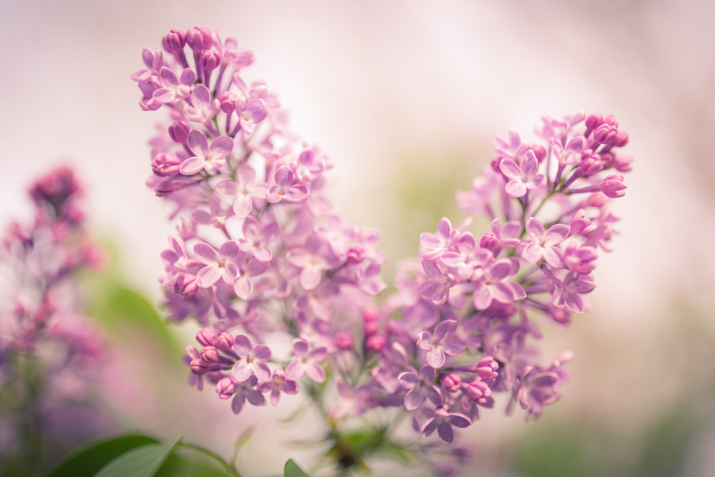 35mm dreamy photograph of pink lilacs fresh bloomed and glowing in silky smooth bokeh.