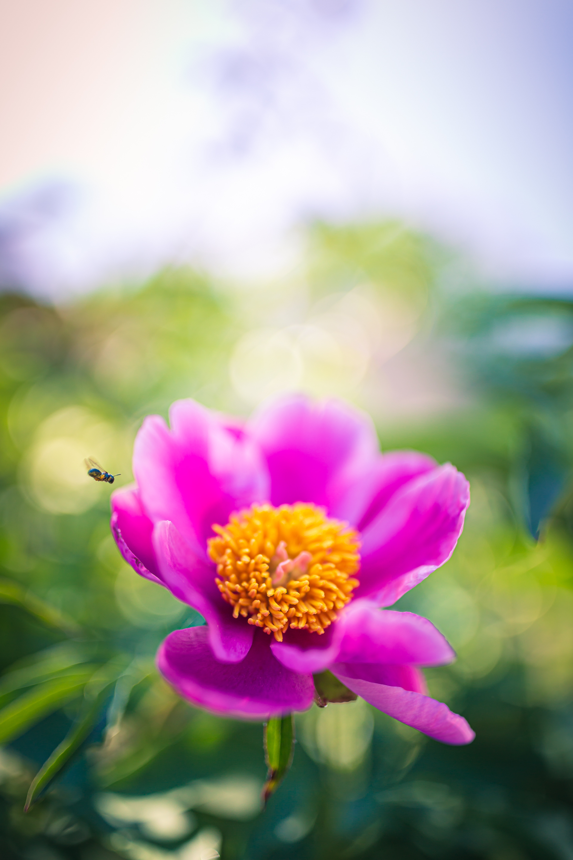 35mm portrait orientation photo of a single bright pink peony blossom. Shallow depth of field and smooth bokeh frame out a pollinating insect flying to the flower.