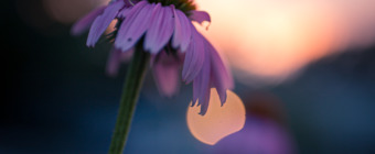 35mm low key photograph of a tall and withering purple coneflower silhouetted and brooding at sunset.