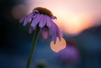 35mm low key photograph of a tall and withering purple coneflower silhouetted and brooding at sunset.