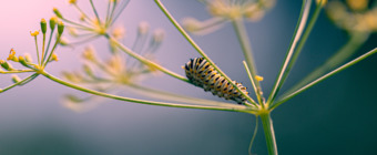 100mm macro photograph of a black swallowtail caterpillar set atop dill.