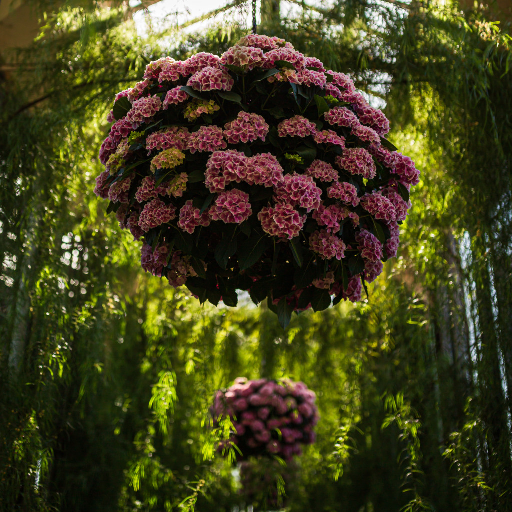 35mm square format photograph of large hydrangea hanging baskets lining a greenhouse corridor within Longwood Gardens conservatory.