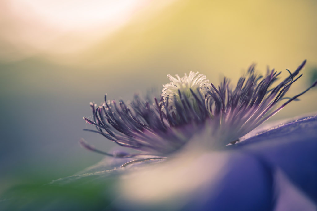 100mm macro photograph of a purple clematis flower backlit by bokeh and the sun.
