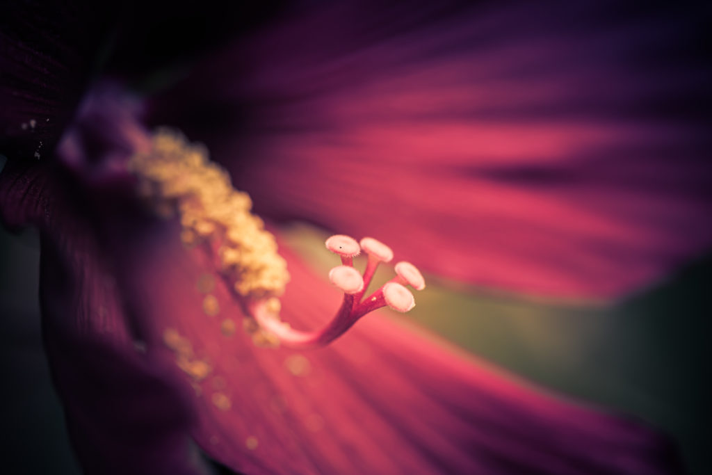 100mm macro photograph of a dark purple hibiscus stamen and pistils. Low key cross processing and buttery bokeh lend an air of mood to the tone of the image.