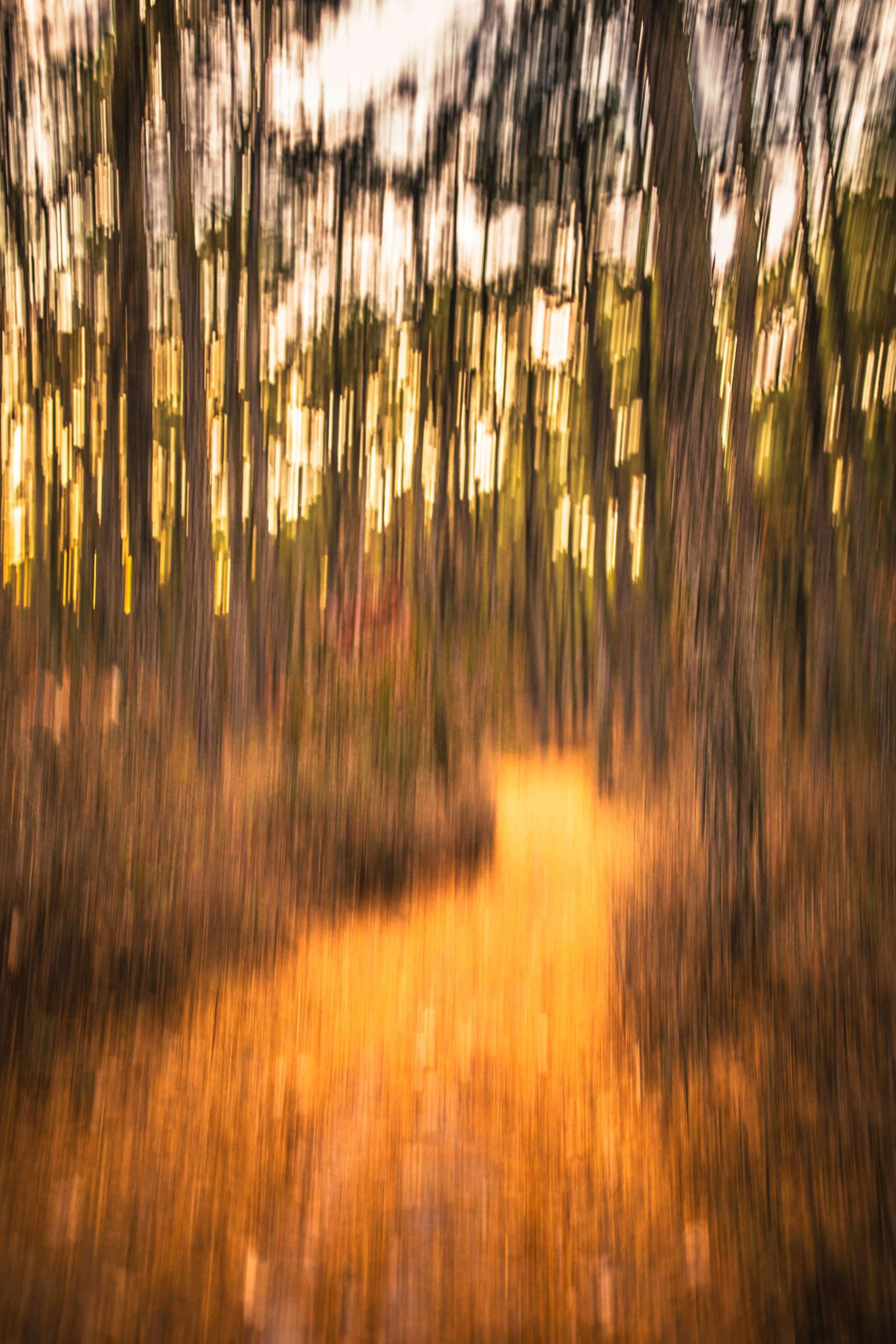 35mm vertical motion blur photograph of a wooded trail at Cloverdale Farm County Park back lit by the setting sun at golden hour.