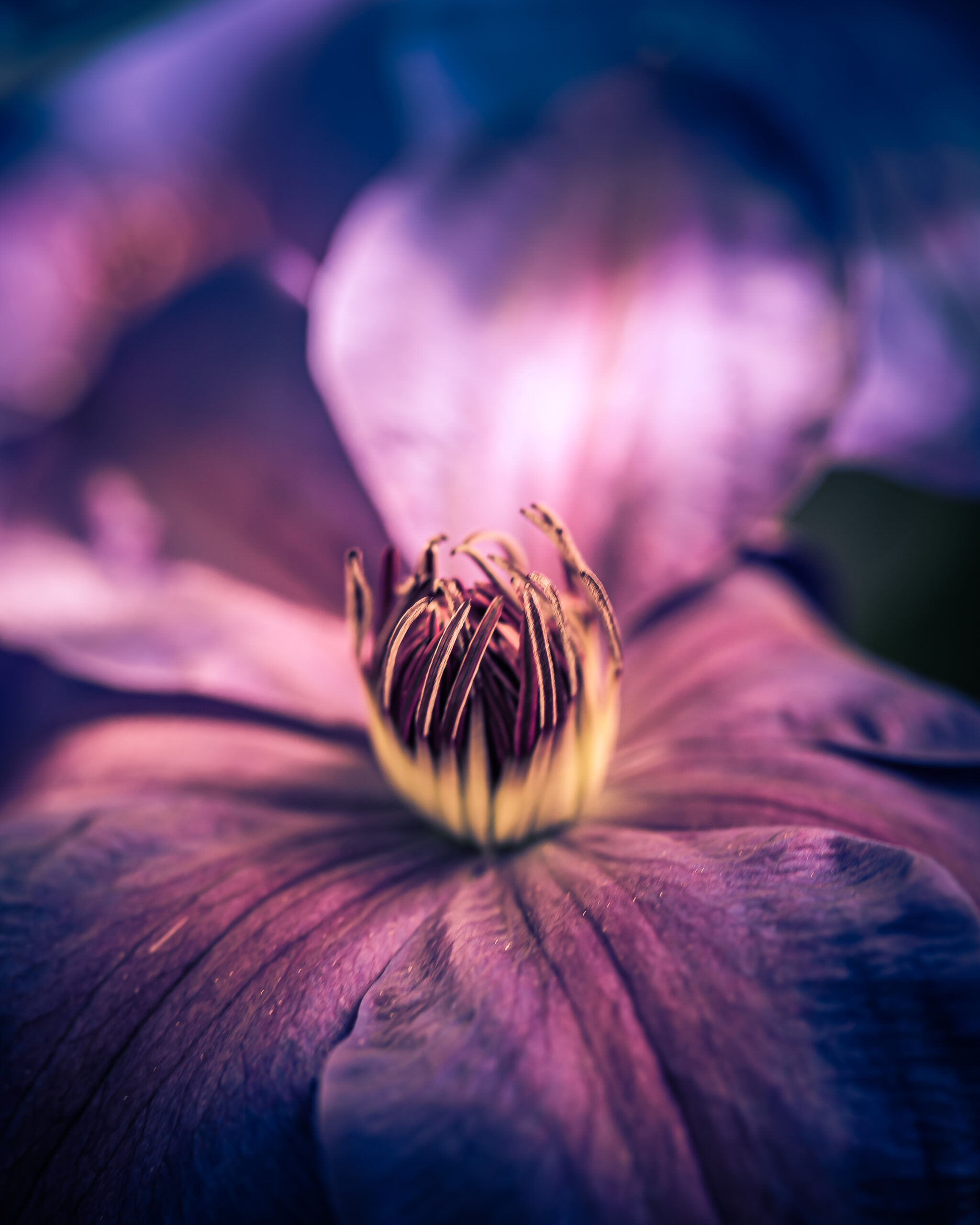 100mm vertical orientation macro photograph of a clematis blossom dusted with pollen.