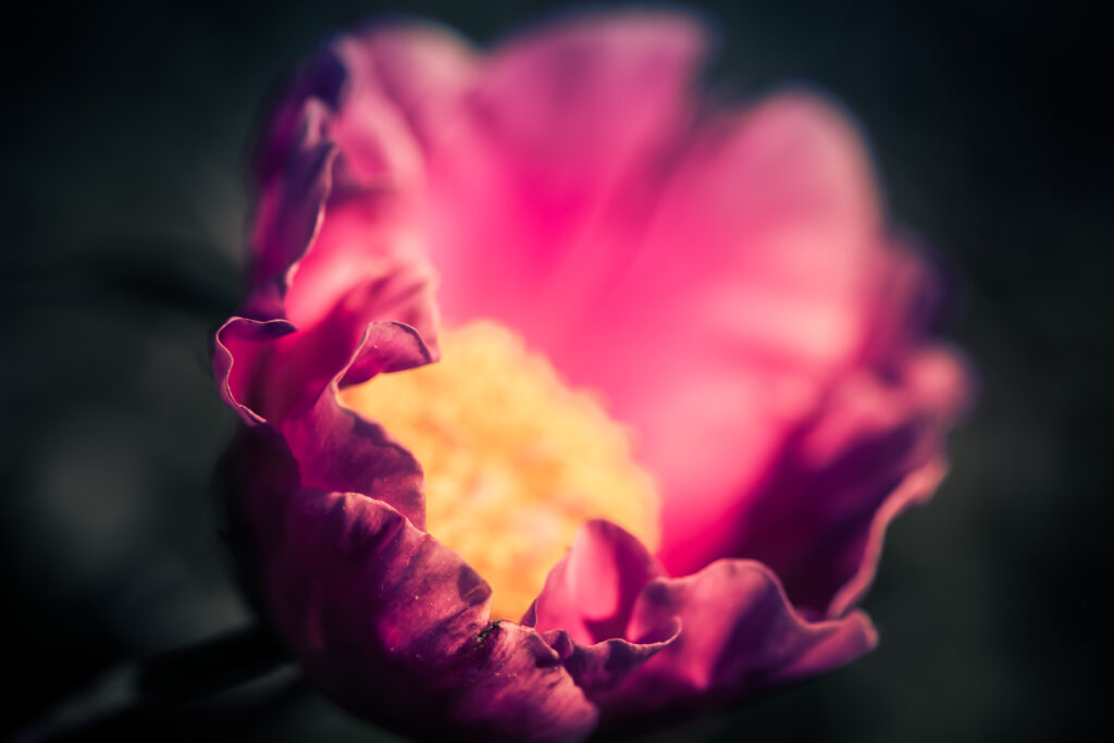 100mm macro photograph of a fresh opened pink peony blossom