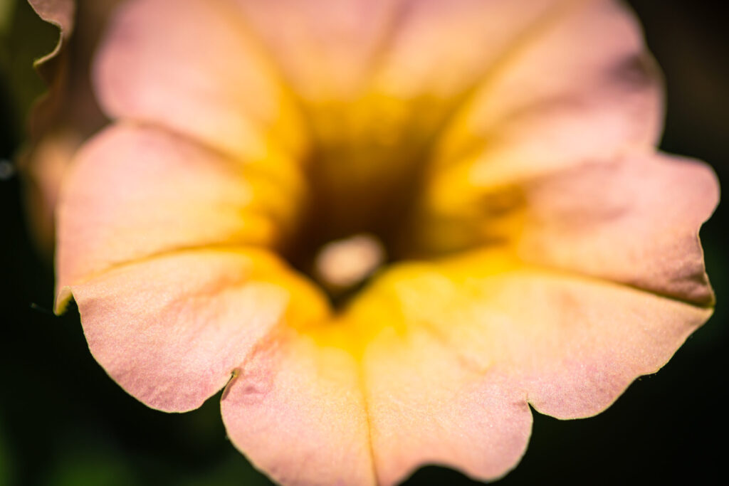 Delicate Sounds 3:2 crop ratio 100mm macro photo of a single petunia bloom. Shallow depth of field keeps the focus on the outer edge of the flower.