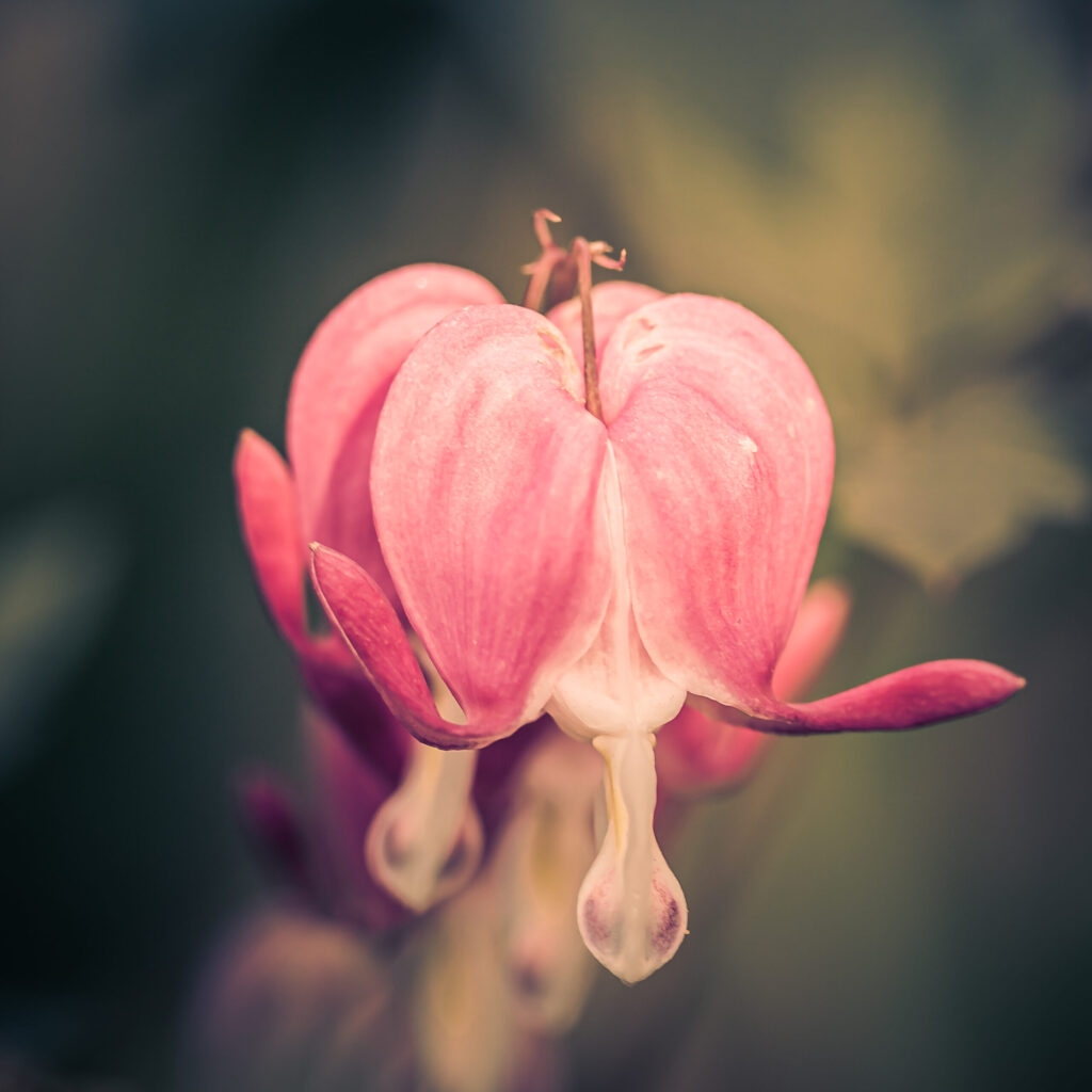 Heart of Rebellion 100mm 1:1 square format macro photo of two bleeding heart flowers hanging back-to-back.
