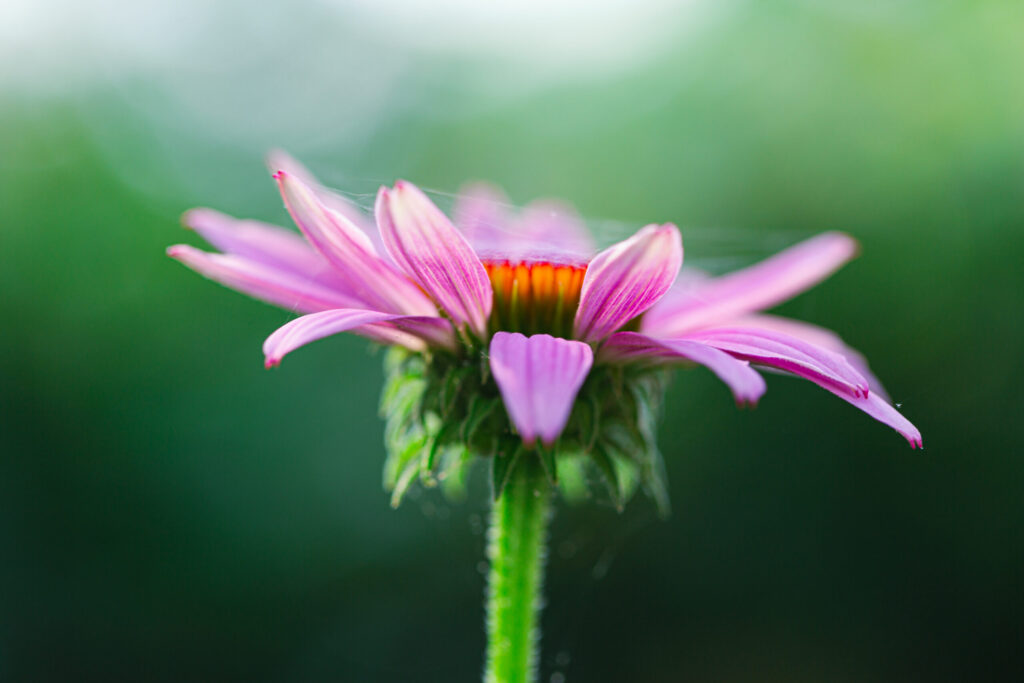 100mm 3:2 landscape orientation macro photo of a single purple coneflower with its fresh blossom covered with webbing. Shallow depth of field and smooth bokeh frame the image.