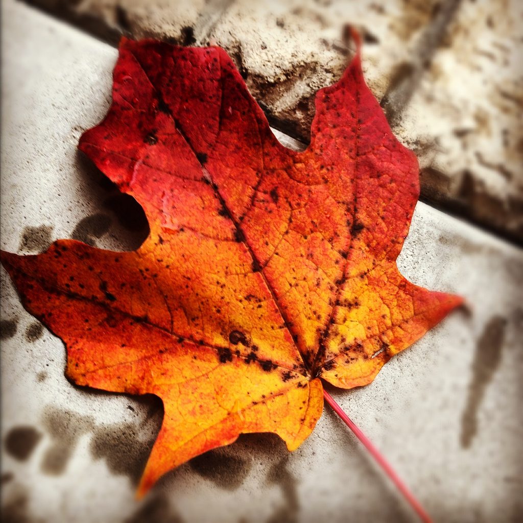 A single fallen red-orange autumn leaf on the ground.