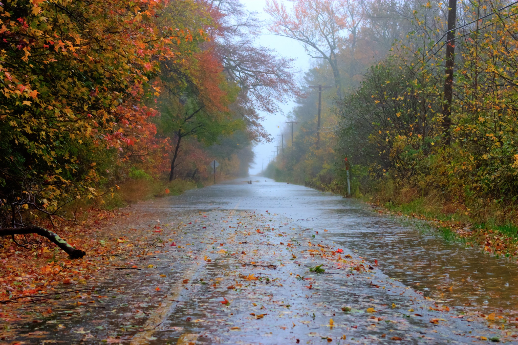A rain-slicked road lined by red, orange and green autumn trees fades into mist.