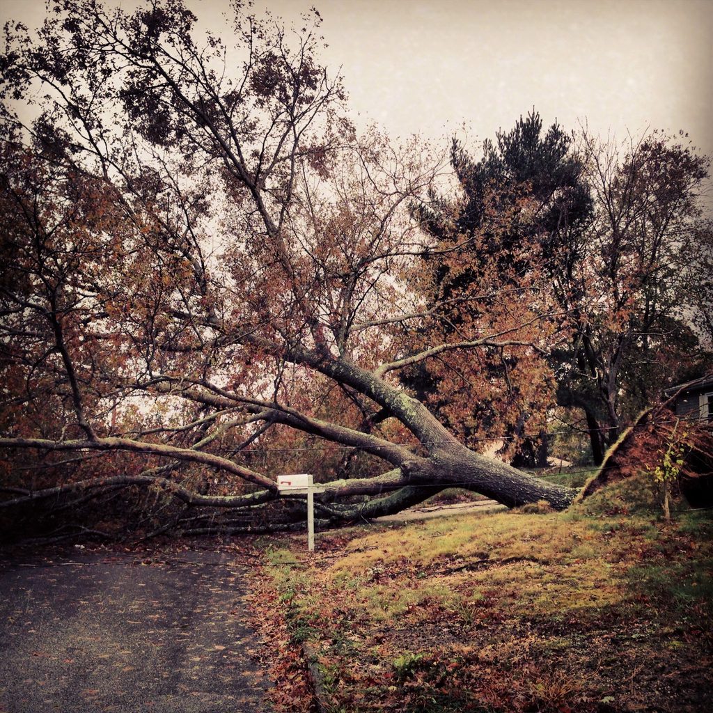 A large fallen tree lies across a neighborhood road.