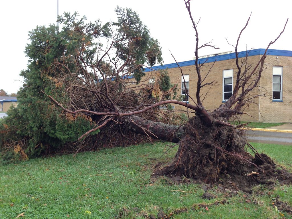 A large uprooted evergreen with exposed roots lies on grass beside a brick school building.