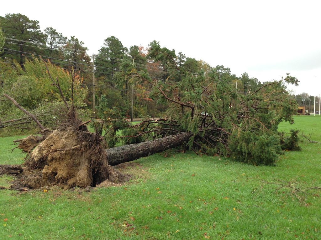 A large uprooted tree with a broad exposed root mass beside a house.